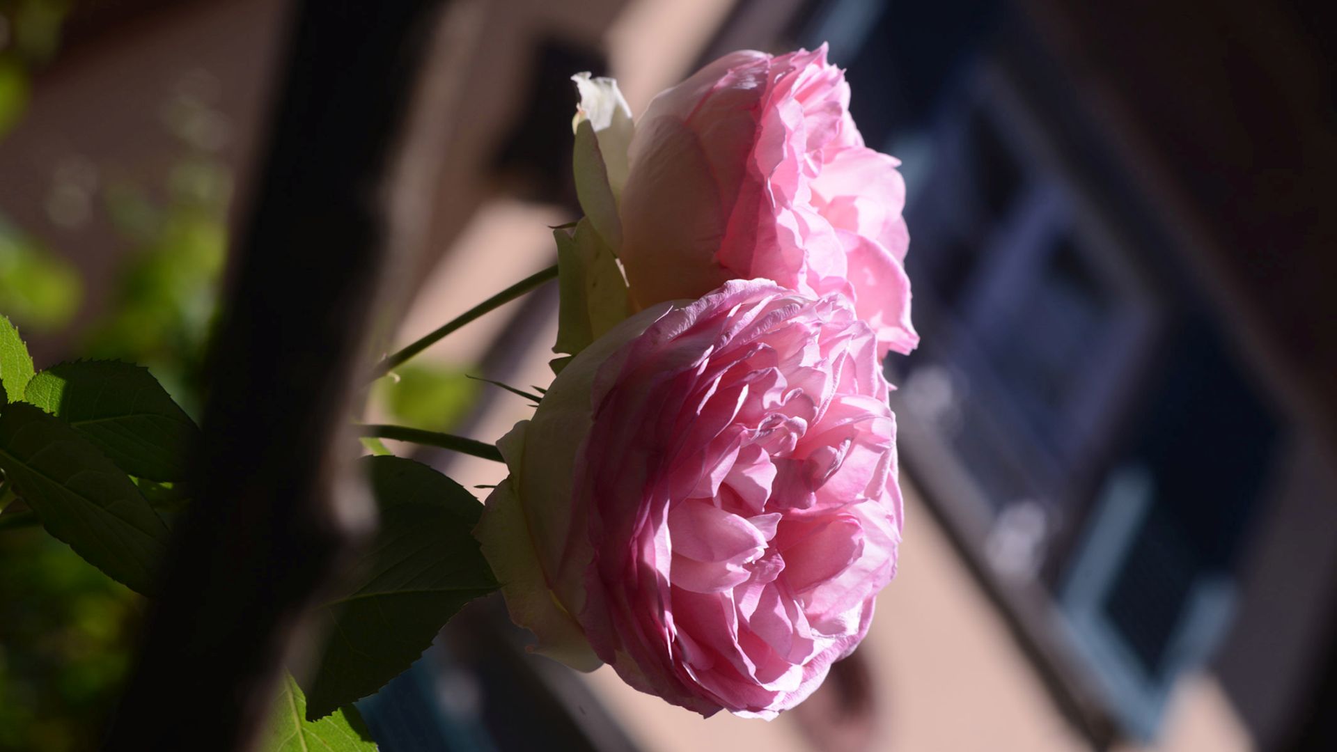 fioritura di rose antiche nei giardini lucchesi
