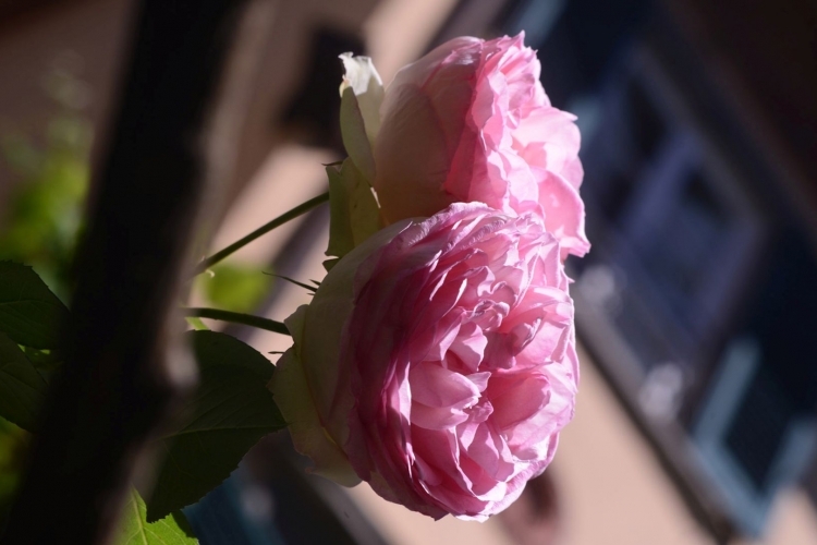 fioritura di rose antiche nei giardini lucchesi